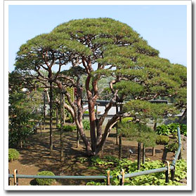 多行松