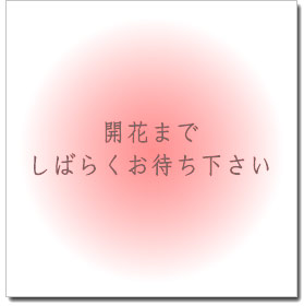 しだれ桜